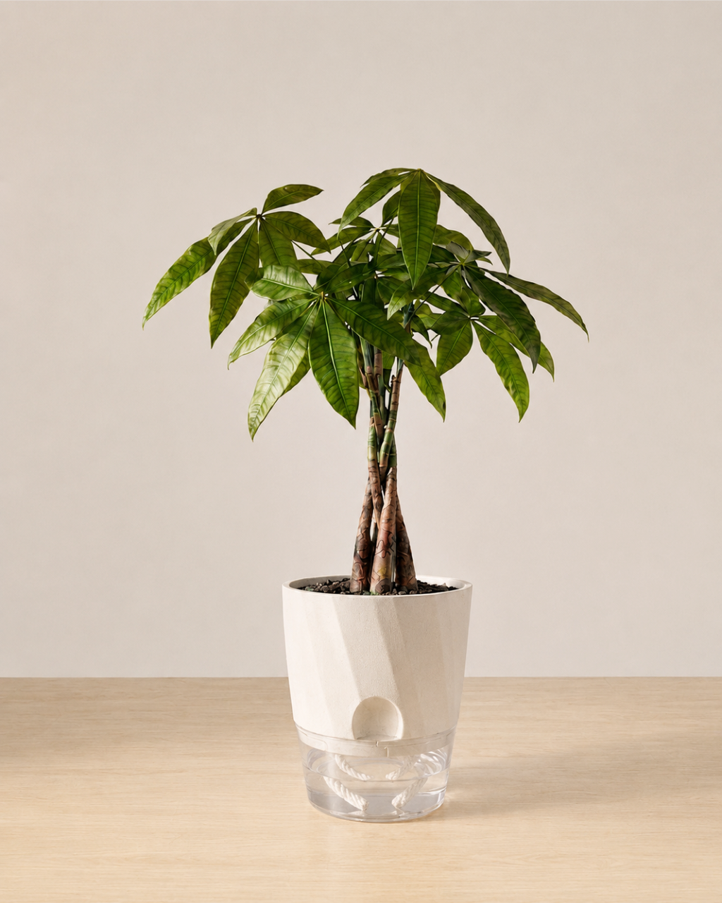 Self-Watering Planter