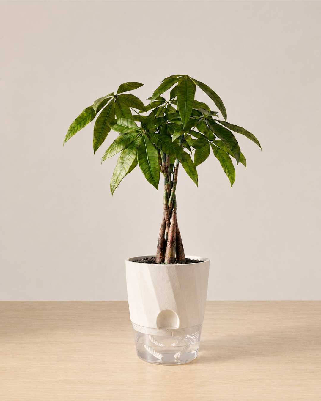 Self-Watering Planter